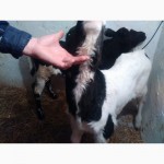 Продажа бычков и телочек телят в Мелитополе и области