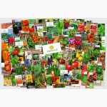 Семена салата «Винтекс» - 15 семян