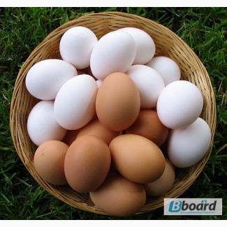 Поставки куриного яйца