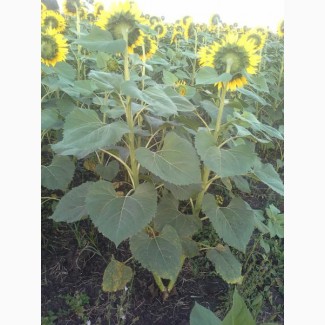 Атілла насіння гібриду соняшнику 95-100дн