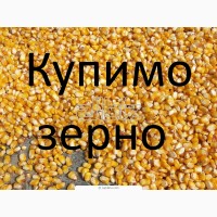 Закуповуємо кукурудзу у сільгоспвиробників з ПДВ