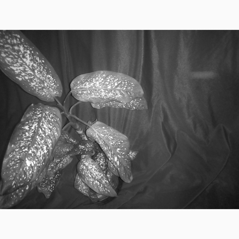 Фото 4. Диффенбахия комнатное растение черенки