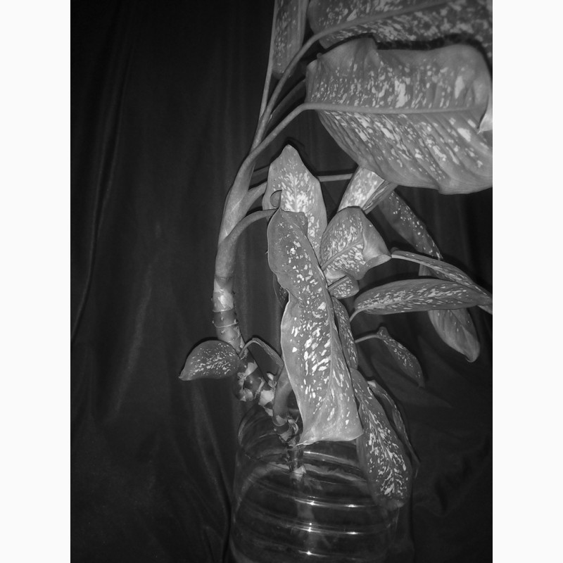 Фото 5. Диффенбахия комнатное растение черенки