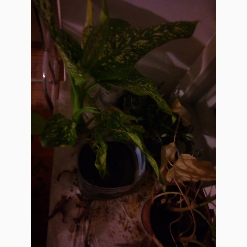 Фото 2. Диффенбахия комнатное растение черенки