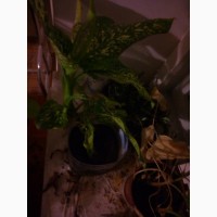 Диффенбахия комнатное растение черенки