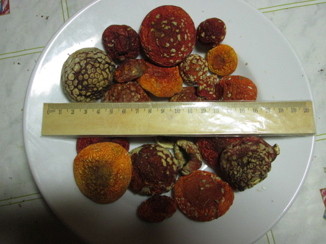 Грибы сухие Мухомор красный Amanita muscaria