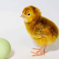 Инкубационное яйцо кур ДОМИНАНТ. Яичный кросс ДОМИНАНТ из Чехии. Выход от 80% цена 13 грн