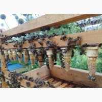 Карніка, Бакфаст бджоломатки