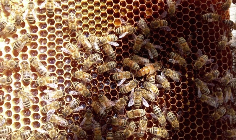 Фото 4. Карніка, Бакфаст бджоломатки