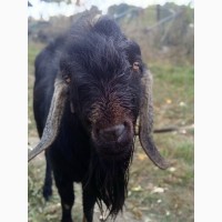 Продам племенного козла англо-нубийского с молодой козой