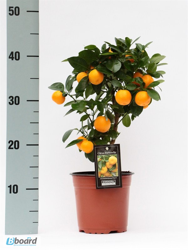 Мандариновое дерево, комнатный лимон (с плодами)