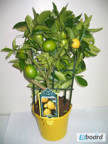 Фото 2. Мандариновое дерево, комнатный лимон (с плодами)