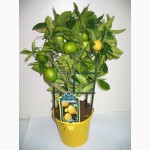 Мандариновое дерево, комнатный лимон (с плодами)