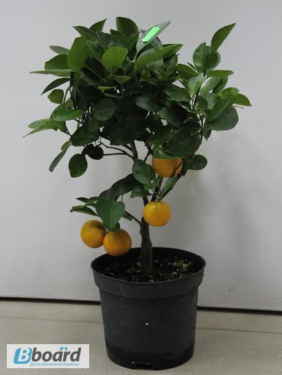Фото 3. Мандариновое дерево, комнатный лимон (с плодами)