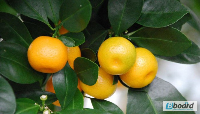 Фото 4. Мандариновое дерево, комнатный лимон (с плодами)