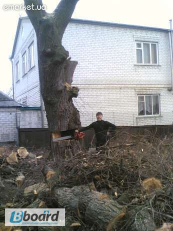 Фото 3. Спил деревьев, спилить деревья, ветки, удалить пень Харьков