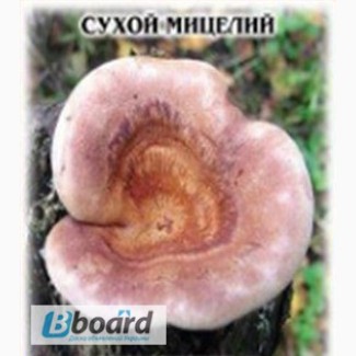 Сухий міцелій гриба «Паннус уховидний»