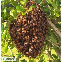 Пчелиные рои 3000 рублей ЛНР, Лутугино, Луганская обл