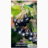 Семена аронии черноплодной - 15 ягод