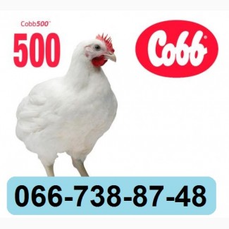 Купить инкубационное яйцо бройлера Кобб 500