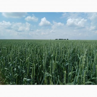 Насіння ярої пшениці Сімкода миронівська, БН, еліта
