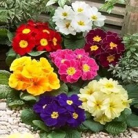 Насіння квітів, більше 150 різновидів