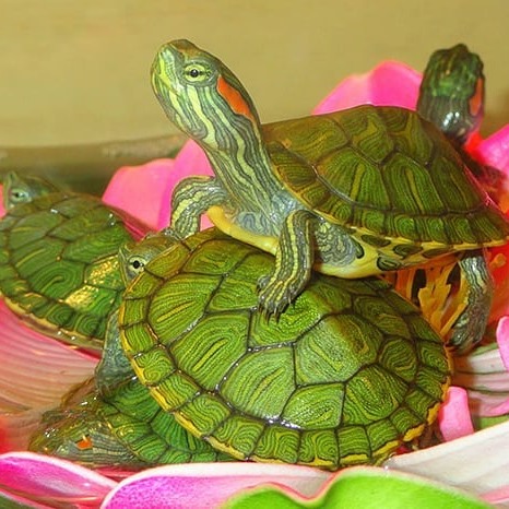 Фото 2. Самые красивые черепахи в мире - это красноухие черепашки