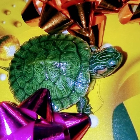 Фото 4. Самые красивые черепахи в мире - это красноухие черепашки