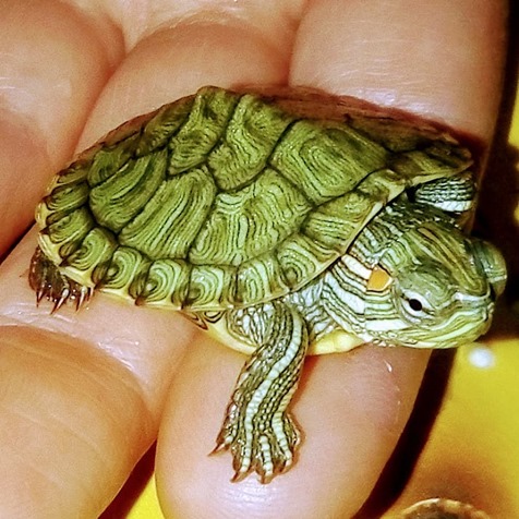 Фото 6. Самые красивые черепахи в мире - это красноухие черепашки