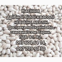 Насіння квасолі НЕВІ БІНС, МЕРЛІН