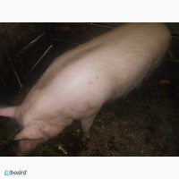 Продам кабана