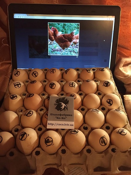 Фото 3. Інкубаційні яйця м’ясо-яєчних курей. Купити яйце інкубаційне Львів