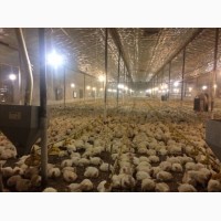 Курчата бройлери опт 3 кг і більше. Кури живою вагою