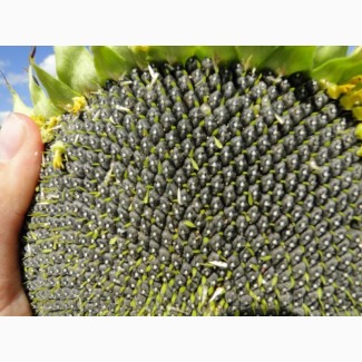 Дозор – насіння гібриду соняшника