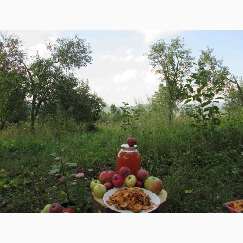 Фото 12. Сок яблочный домашний с горного сада Карпат