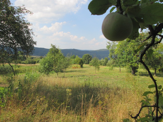 Фото 16. Сок яблочный домашний с горного сада Карпат