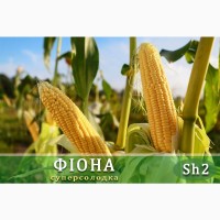 Семена кукурузы 100 000 семян - украинская селекция