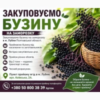 Закуповуємо бузину в Лубнах! Самовивіз від 2 тонн