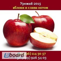 Купить яблоки урожая 2015 Опт, свежие Украина