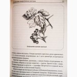 Справочник лекарственных растений. Автор: А. Рябоконь