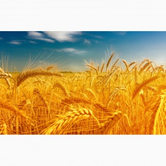 Куплю пшеницу, ячмень, овес, рожь, кукурузу, просо, горчицу, по Луганской и Донецкой обл