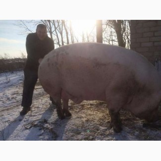 Продам свиней мясной породи, Киевская обл