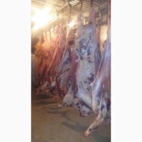 Фото 4. Продам говядину и говяжью блочку от производителя