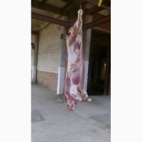 Продам говядину и говяжью блочку от производителя