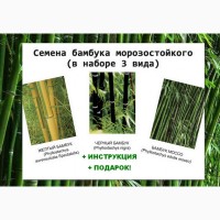 Семена бамбука морозостойкого 3 вида