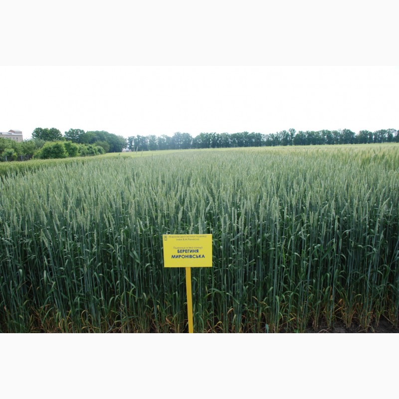 Фото 3. Берегиня миронівська пшениця озима посівний матеріал