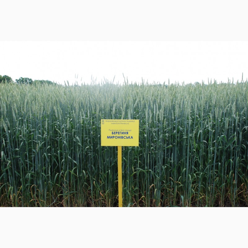 Фото 4. Берегиня миронівська пшениця озима посівний матеріал