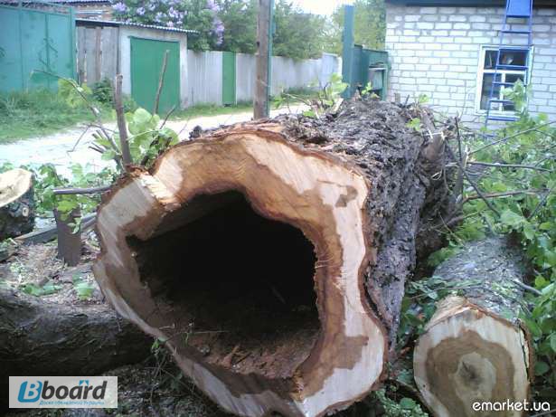 Обрезка деревьев, спилить деревья, ветки, удалить пень Харьков