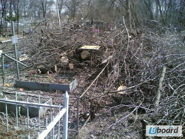 Фото 3. Обрезка деревьев, спилить деревья, ветки, удалить пень Харьков