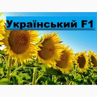 Пропонуємо насіння соняшнику гібрид Український F1